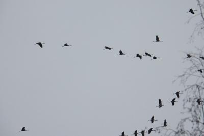 Grue cendrée