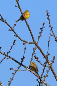 Bruant jaune