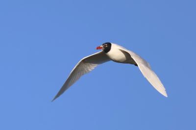 Mouette mélanocéphale