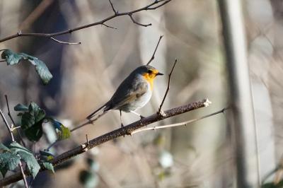 Rougegorge familier