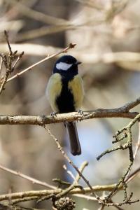Mésange charbonnière