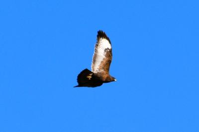 Buse variable