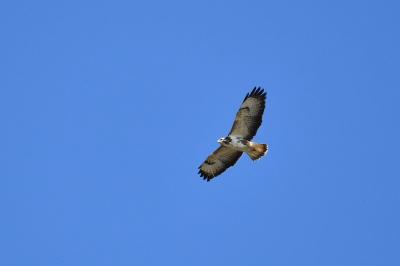 Buse variable