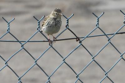 Anthus pratensis