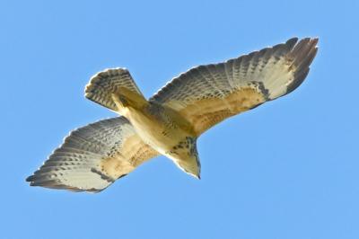 Buse variable