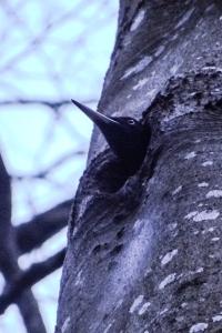 Pic noir