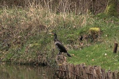 Grand Cormoran