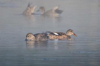Canard chipeau