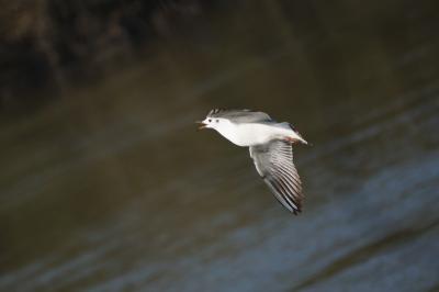Mouette rieuse