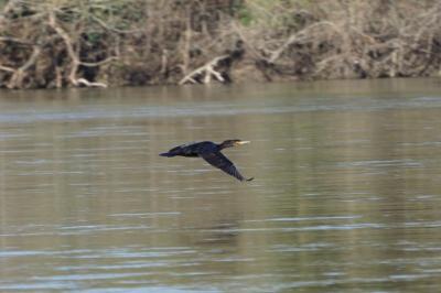 Grand Cormoran