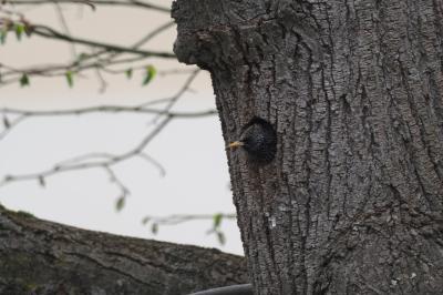 Sturnus vulgaris