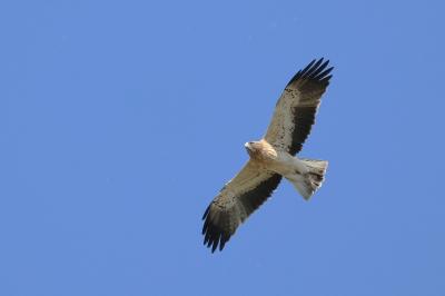Aigle botté