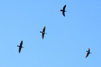 Grand Cormoran