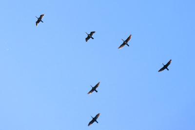 Phalacrocorax carbo