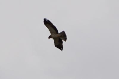 Aigle botté