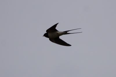 Hirondelle rustique