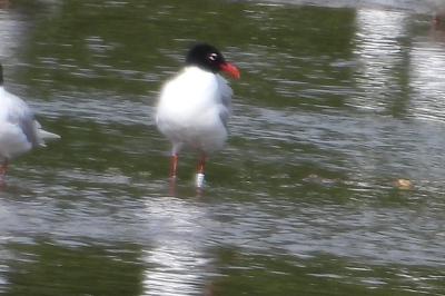 Mouette mélanocéphale