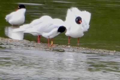 Mouette mélanocéphale