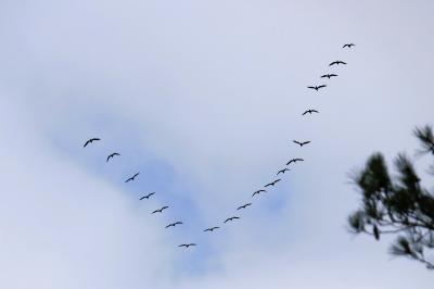 Phalacrocorax carbo