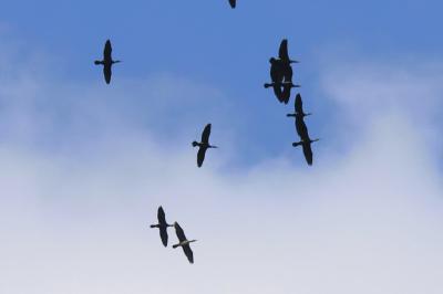 Grand Cormoran