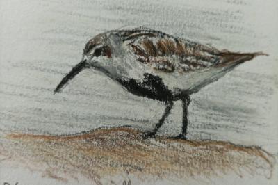 Calidris alpina