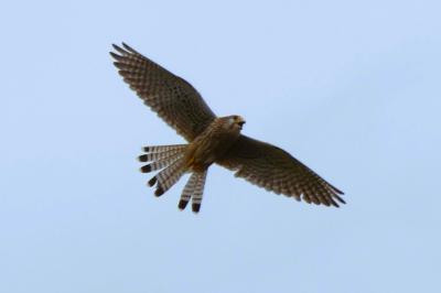Faucon crécerelle