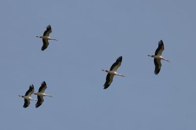 Cigogne blanche