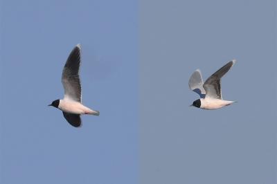 Mouette pygmée