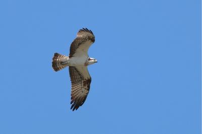 Balbuzard pêcheur