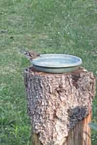 Pinson des arbres
