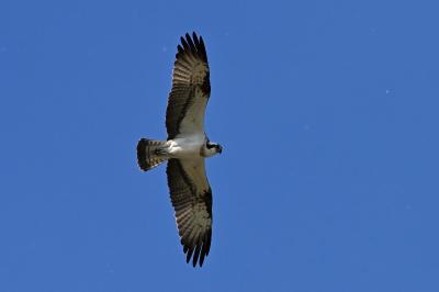 Balbuzard pêcheur