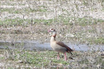 Alopochen aegyptiaca