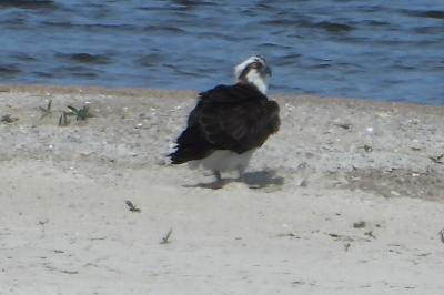 Balbuzard pêcheur