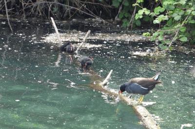 Poule-d'eau
