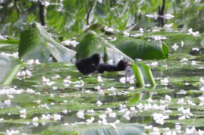 Poule-d'eau