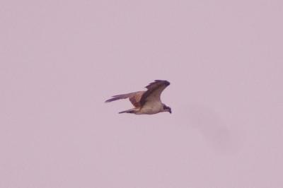Balbuzard pêcheur