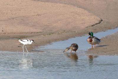Avocette élégante