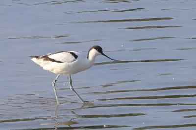 Avocette élégante
