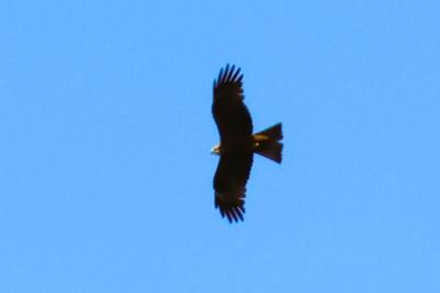 Milvus migrans