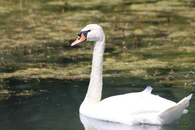 Cygne tuberculé