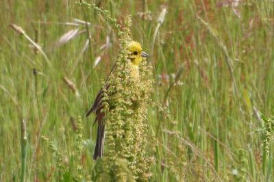Bruant jaune