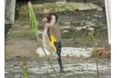 Chardonneret élégant