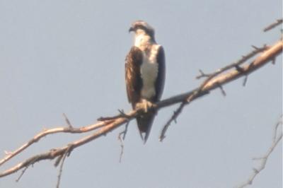 Pandion haliaetus