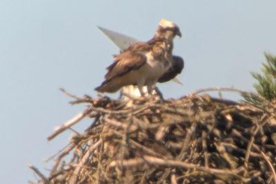 Balbuzard pêcheur
