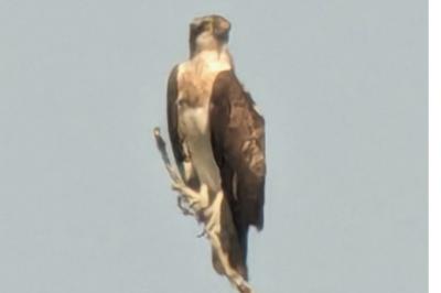 Balbuzard pêcheur