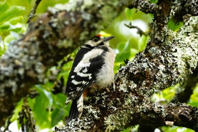 Dendrocopos major