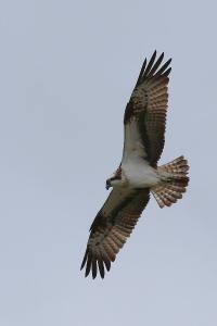 Balbuzard pêcheur