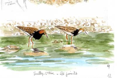 Calidris pugnax