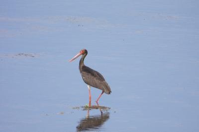 Cigogne noire