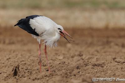 Cigogne blanche